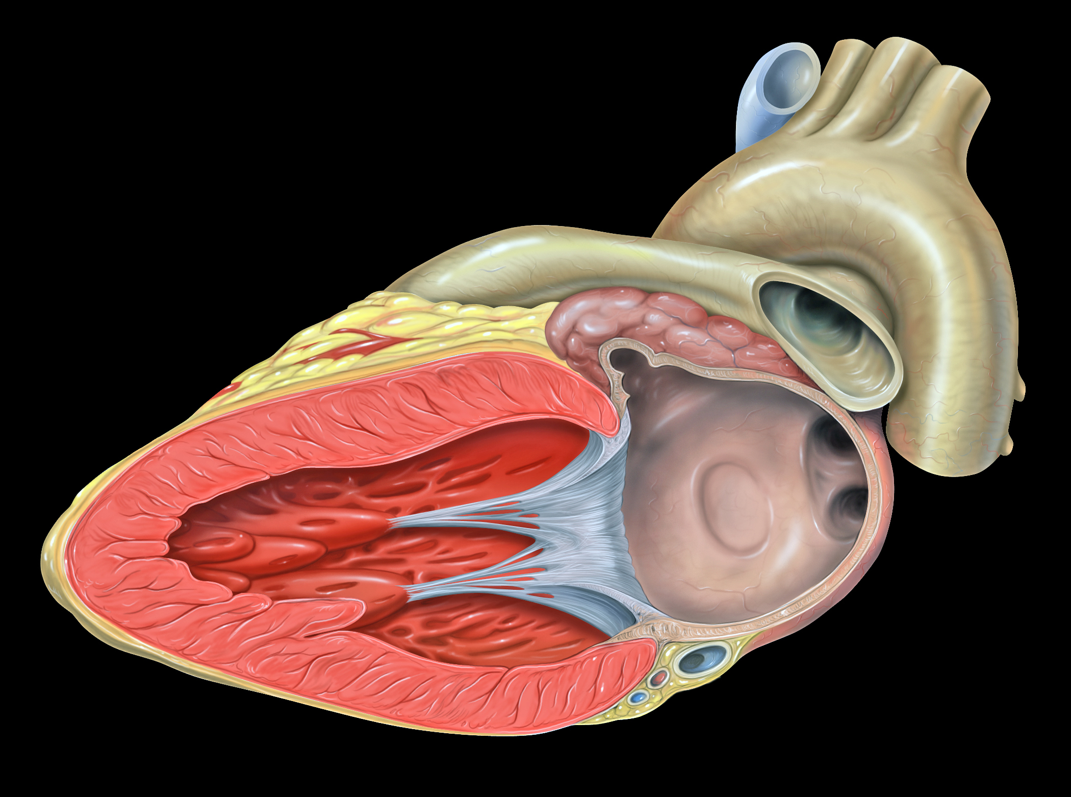 Differentiating Between Benign and Serious Heart Murmurs in Adults